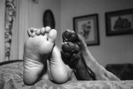 dog-feet-pet-bed.jpg