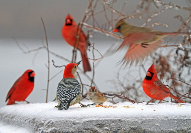 red-birds-at-feeder